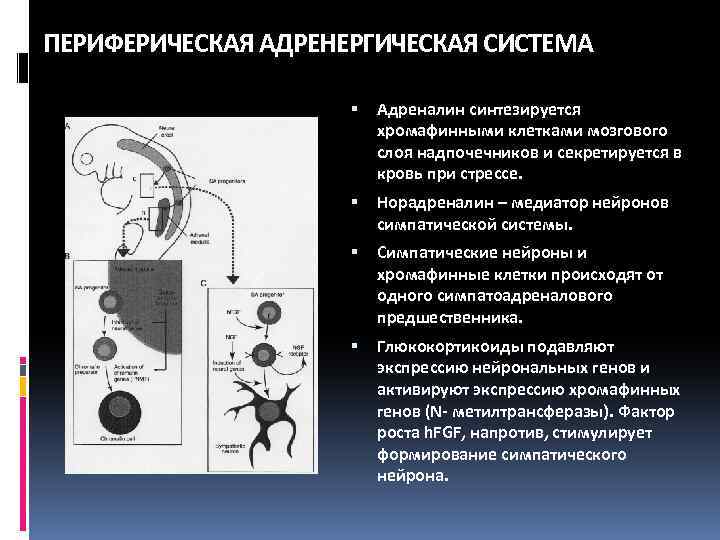 ПЕРИФЕРИЧЕСКАЯ АДРЕНЕРГИЧЕСКАЯ СИСТЕМА Адреналин синтезируется хромафинными клетками мозгового слоя надпочечников и секретируется в кровь