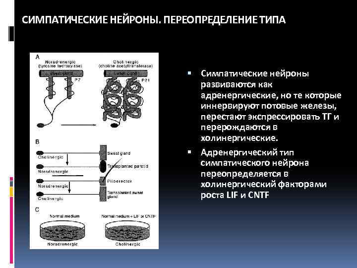 СИМПАТИЧЕСКИЕ НЕЙРОНЫ. ПЕРЕОПРЕДЕЛЕНИЕ ТИПА Симпатические нейроны развиваются как адренергические, но те которые иннервируют потовые