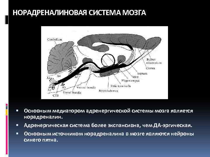 НОРАДРЕНАЛИНОВАЯ СИСТЕМА МОЗГА Основным медиатором адренергической системы мозга является норадреналин. Адренергическая система более экспансивна,