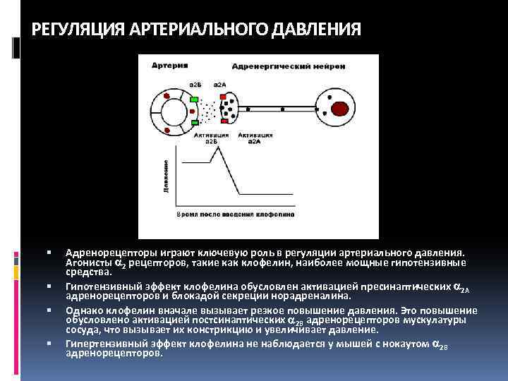 РЕГУЛЯЦИЯ АРТЕРИАЛЬНОГО ДАВЛЕНИЯ Адренорецепторы играют ключевую роль в регуляции артериального давления. Агонисты 2 рецепторов,