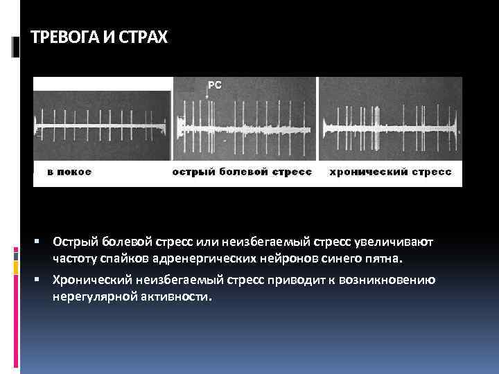 ТРЕВОГА И СТРАХ Острый болевой стресс или неизбегаемый стресс увеличивают частоту спайков адренергических нейронов