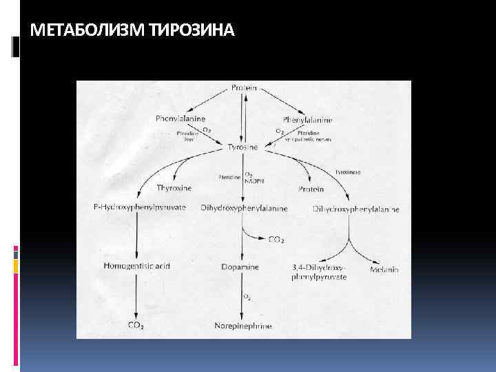 МЕТАБОЛИЗМ ТИРОЗИНА 