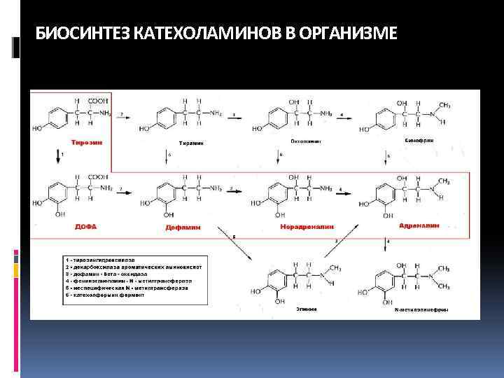 Схема синтеза катехоламинов