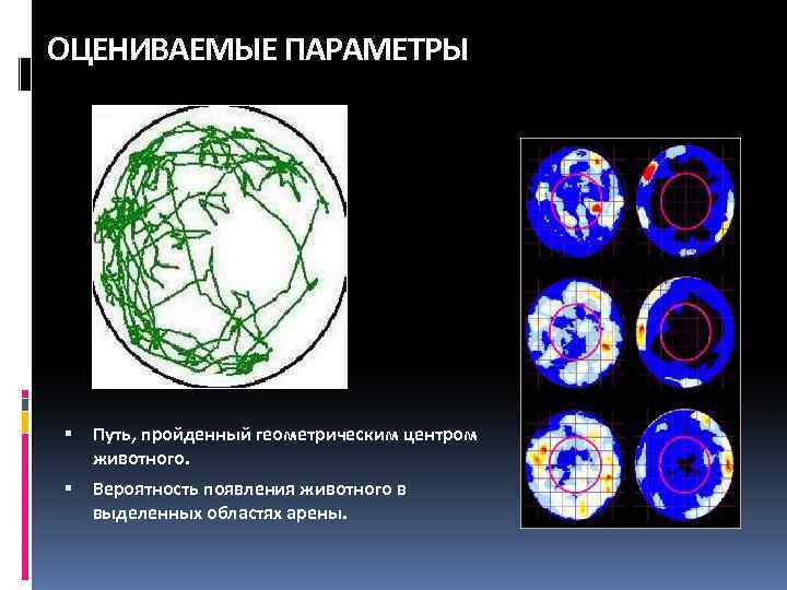 ОЦЕНИВАЕМЫЕ ПАРАМЕТРЫ Путь, пройденный геометрическим центром животного. Вероятность появления животного в выделенных областях арены.