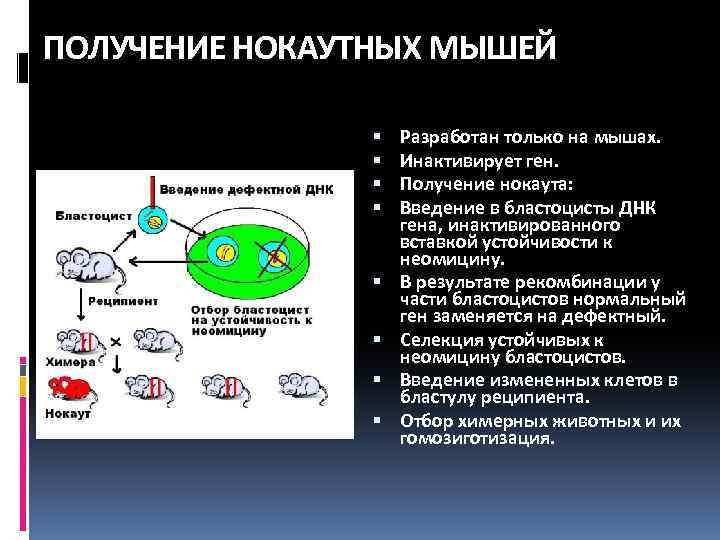 ПОЛУЧЕНИЕ НОКАУТНЫХ МЫШЕЙ Разработан только на мышах. Инактивирует ген. Получение нокаута: Введение в бластоцисты
