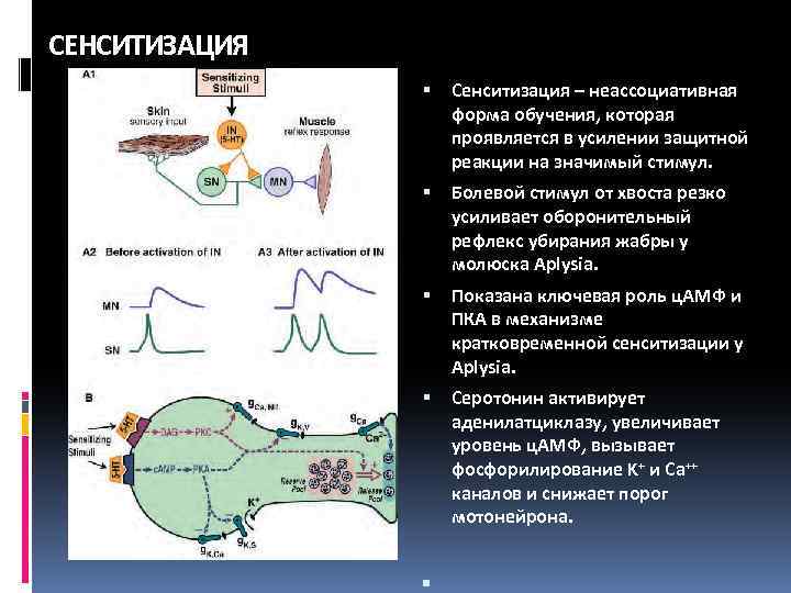 СЕНСИТИЗАЦИЯ Сенситизация – неассоциативная форма обучения, которая проявляется в усилении защитной реакции на значимый