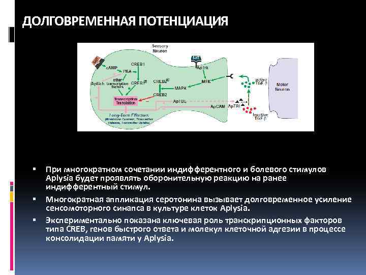 ДОЛГОВРЕМЕННАЯ ПОТЕНЦИАЦИЯ При многократном сочетании индифферентного и болевого стимулов Aplysia будет проявлять оборонительную реакцию