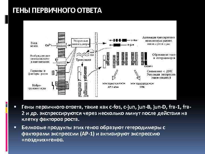 ГЕНЫ ПЕРВИЧНОГО ОТВЕТА Гены первичного ответа, такие как c-fos, c-jun, jun-B, jun-D, fra-1, fra