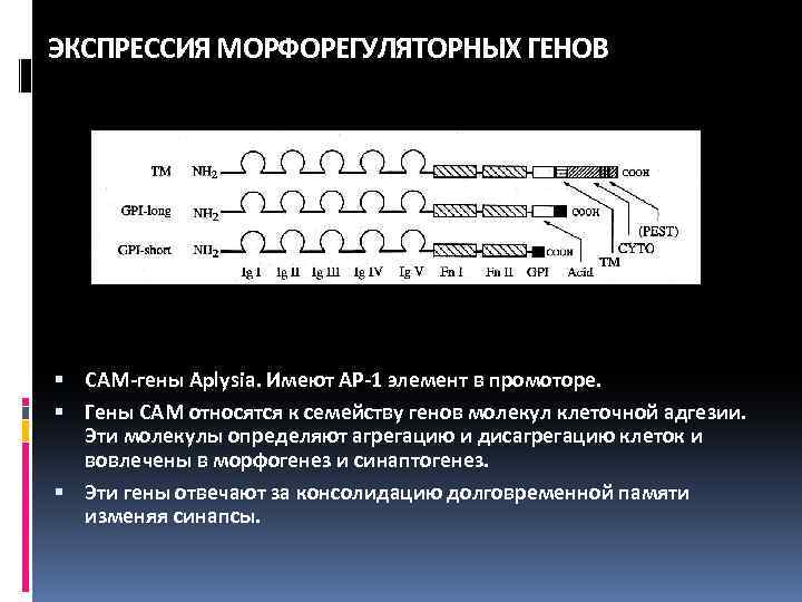 ЭКСПРЕССИЯ МОРФОРЕГУЛЯТОРНЫХ ГЕНОВ CAM-гены Aplysia. Имеют AP-1 элемент в промоторе. Гены CAM относятся к