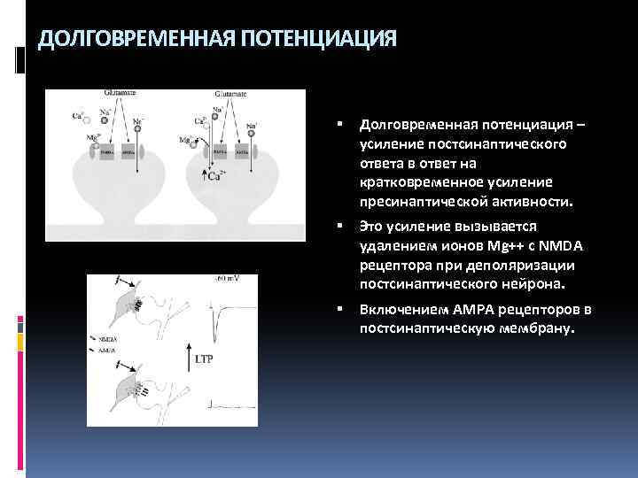 ДОЛГОВРЕМЕННАЯ ПОТЕНЦИАЦИЯ Долговременная потенциация – усиление постсинаптического ответа в ответ на кратковременное усиление пресинаптической