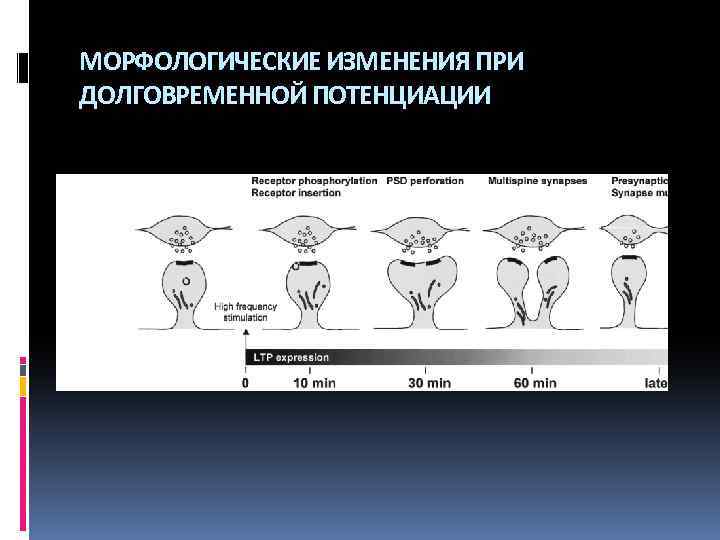 МОРФОЛОГИЧЕСКИЕ ИЗМЕНЕНИЯ ПРИ ДОЛГОВРЕМЕННОЙ ПОТЕНЦИАЦИИ 