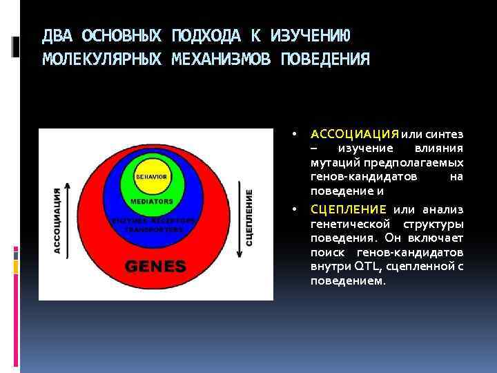 ДВА ОСНОВНЫХ ПОДХОДА К ИЗУЧЕНИЮ МОЛЕКУЛЯРНЫХ МЕХАНИЗМОВ ПОВЕДЕНИЯ • • АССОЦИАЦИЯ или синтез –