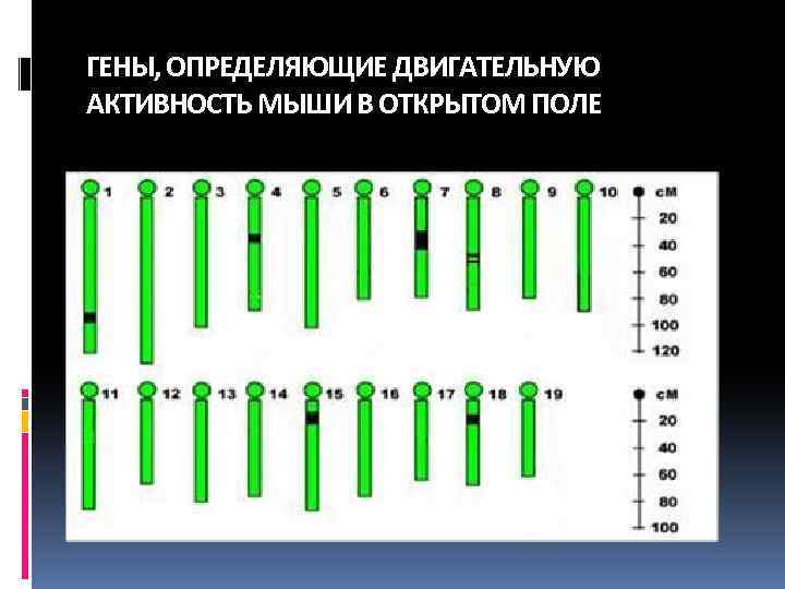ГЕНЫ, ОПРЕДЕЛЯЮЩИЕ ДВИГАТЕЛЬНУЮ АКТИВНОСТЬ МЫШИ В ОТКРЫТОМ ПОЛЕ 