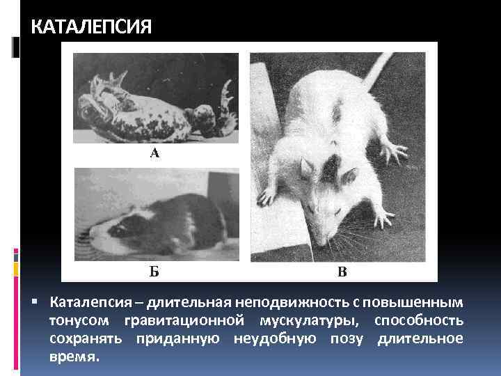 КАТАЛЕПСИЯ Каталепсия – длительная неподвижность с повышенным тонусом гравитационной мускулатуры, способность сохранять приданную неудобную