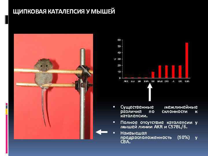 ЩИПКОВАЯ КАТАЛЕПСИЯ У МЫШЕЙ Существенные межлинейные различия по склонности к каталепсии. Полное отсутствие каталепсии