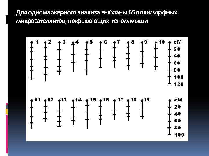 Для одномаркерного анализа выбраны 65 полиморфных микросателлитов, покрывающих геном мыши 