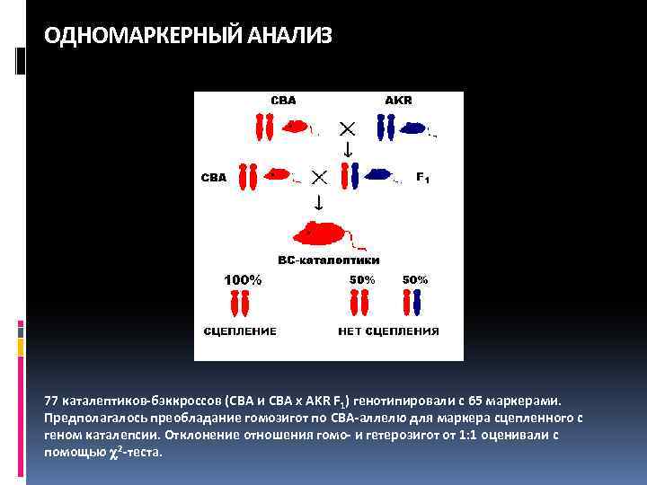 ОДНОМАРКЕРНЫЙ АНАЛИЗ 77 каталептиков-бэккроссов (CBA и CBA x AKR F 1) генотипировали с 65