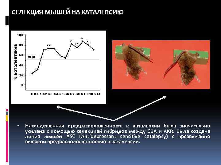 СЕЛЕКЦИЯ МЫШЕЙ НА КАТАЛЕПСИЮ Наследственная предрасположенность к каталепсии была значительно усилена с помощью селекцией