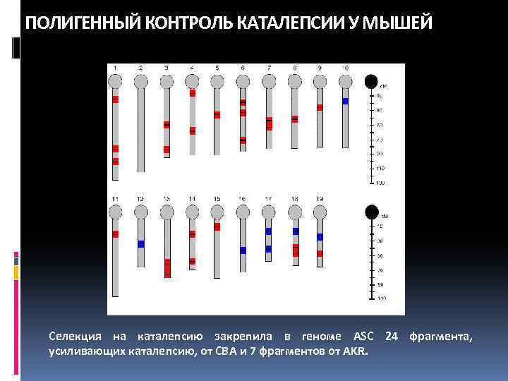 ПОЛИГЕННЫЙ КОНТРОЛЬ КАТАЛЕПСИИ У МЫШЕЙ Селекция на каталепсию закрепила в геноме ASC 24 фрагмента,