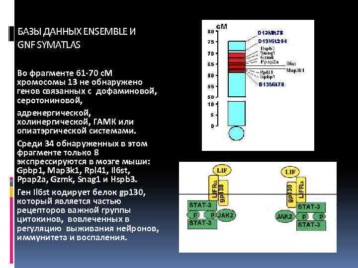 БАЗЫ ДАННЫХ ENSEMBLE И GNF SYMATLAS Во фрагменте 61 -70 c. M хромосомы 13
