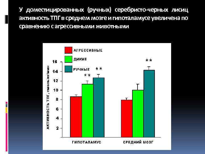 У доместицированных (ручных) серебристо-черных лисиц активность ТПГ в среднем мозге и гипоталамусе увеличена по