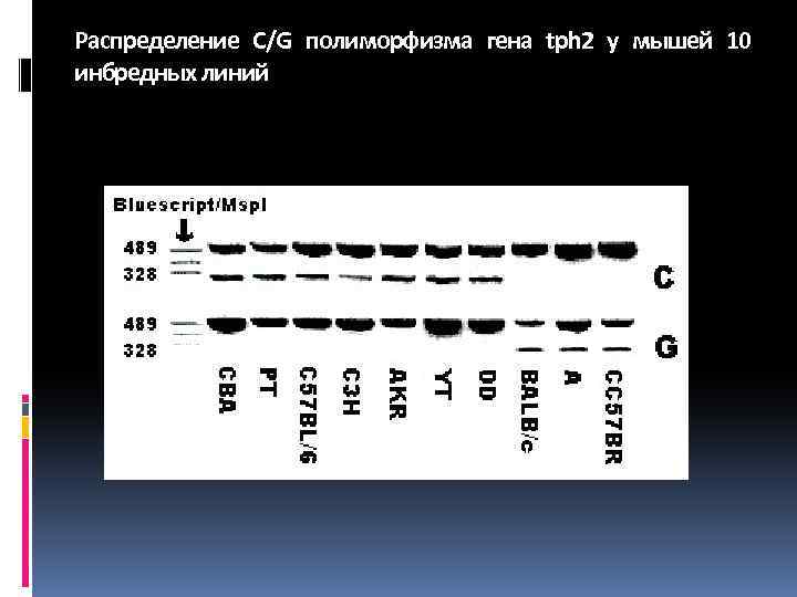 Распределение C/G полиморфизма гена tph 2 у мышей 10 инбредных линий 