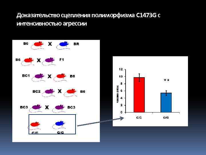 Доказательство сцепления полиморфизма C 1473 G с интенсивностью агрессии 