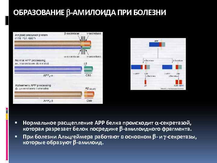ОБРАЗОВАНИЕ -АМИЛОИДА ПРИ БОЛЕЗНИ Нормальное расщепление АРР белка происходит -секретазой, которая разрезает белок посредине