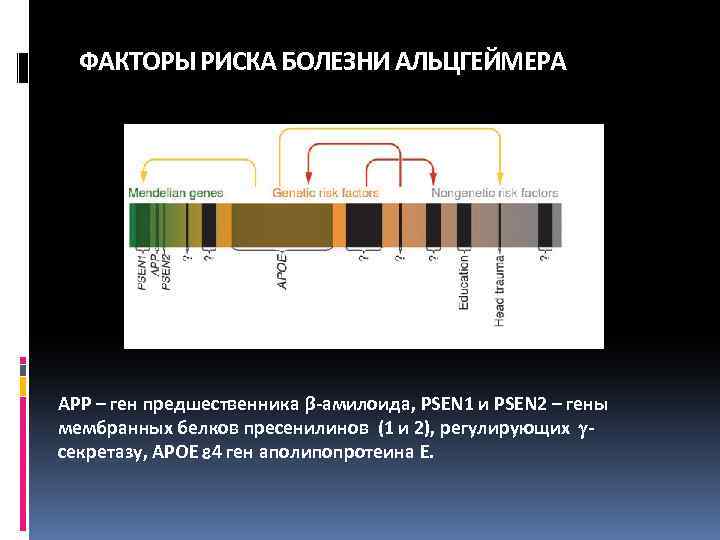 ФАКТОРЫ РИСКА БОЛЕЗНИ АЛЬЦГЕЙМЕРА APP – ген предшественника β-амилоида, PSEN 1 и PSEN 2