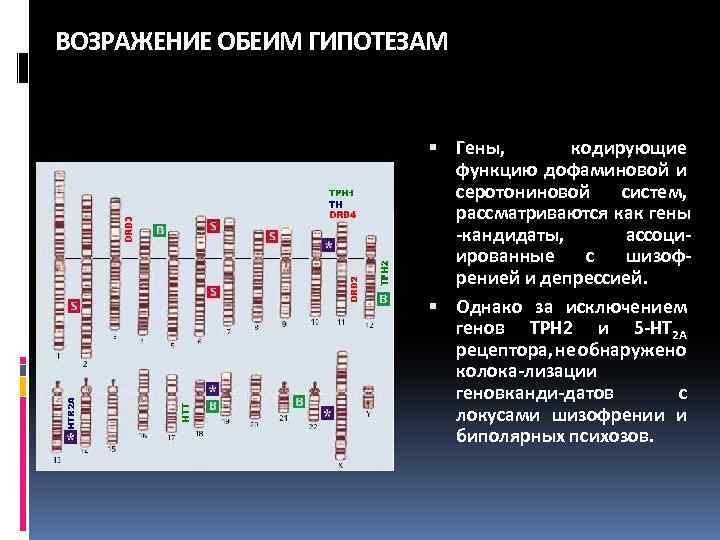 ВОЗРАЖЕНИЕ ОБЕИМ ГИПОТЕЗАМ Гены, кодирующие функцию дофаминовой и серотониновой систем, рассматриваются как гены -кандидаты,