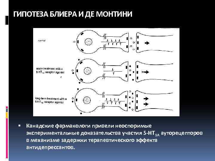 ГИПОТЕЗА БЛИЕРА И ДЕ МОНТИНИ Канадские фармакологи привели неоспоримые экспериментальные доказательства участия 5 -НТ
