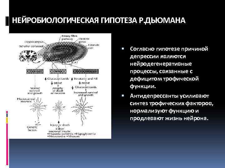 НЕЙРОБИОЛОГИЧЕСКАЯ ГИПОТЕЗА Р. ДЬЮМАНА Согласно гипотезе причиной депрессии являются нейродегенеративные процессы, связанные с дефицитом