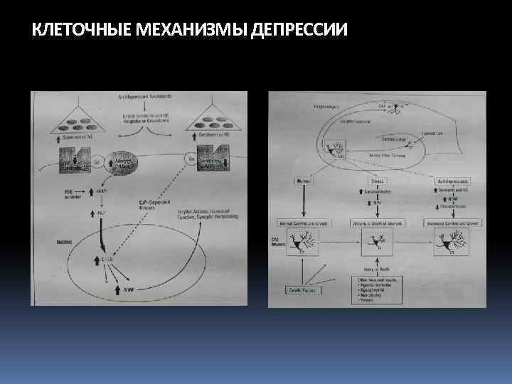 КЛЕТОЧНЫЕ МЕХАНИЗМЫ ДЕПРЕССИИ 