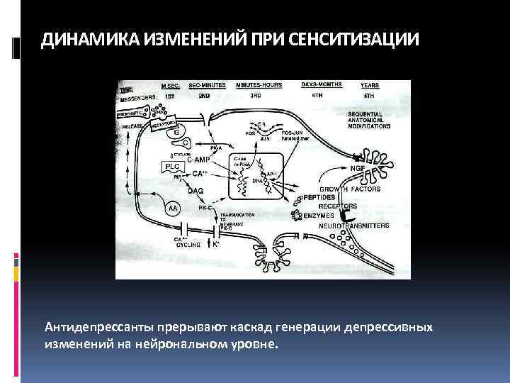 ДИНАМИКА ИЗМЕНЕНИЙ ПРИ СЕНСИТИЗАЦИИ Антидепрессанты прерывают каскад генерации депрессивных изменений на нейрональном уровне. 
