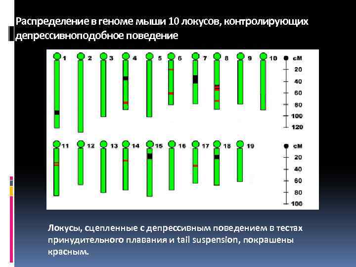 Распределение в геноме мыши 10 локусов, контролирующих депрессивноподобное поведение Локусы, сцепленные с депрессивным поведением