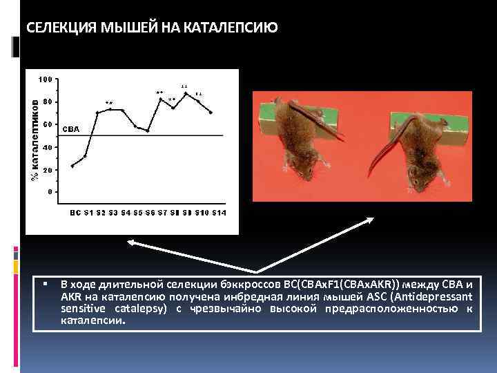 СЕЛЕКЦИЯ МЫШЕЙ НА КАТАЛЕПСИЮ В ходе длительной селекции бэккроссов BC(CBAx. F 1(CBAx. AKR)) между