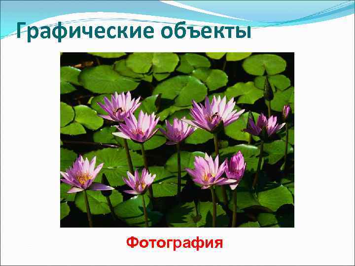 Графические объекты Фотография 