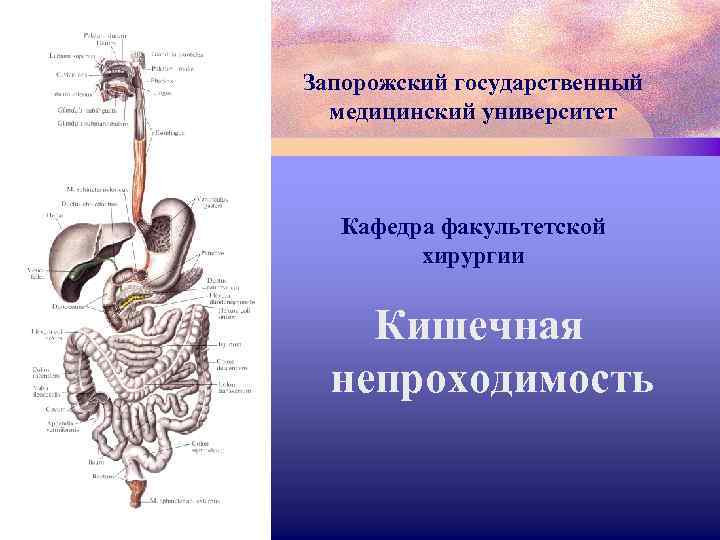 Запорожский государственный медицинский университет Кафедра факультетской хирургии Кишечная непроходимость 
