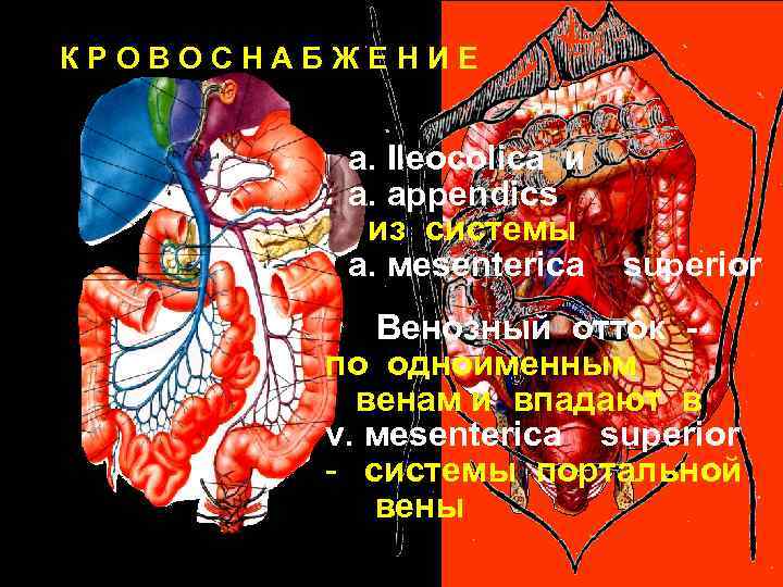 КРОВОСНАБЖЕНИЕ a. Ileocolica и a. аppendics из системы a. мesenterica superior Венозный отток по
