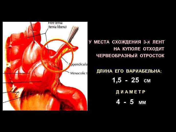У МЕСТА СХОЖДЕНИЯ 3 -Х ЛЕНТ НА КУПОЛЕ ОТХОДИТ ЧЕРВЕОБРАЗНЫЙ ОТРОСТОК ДЛИНА ЕГО ВАРИАБЕЛЬНА: