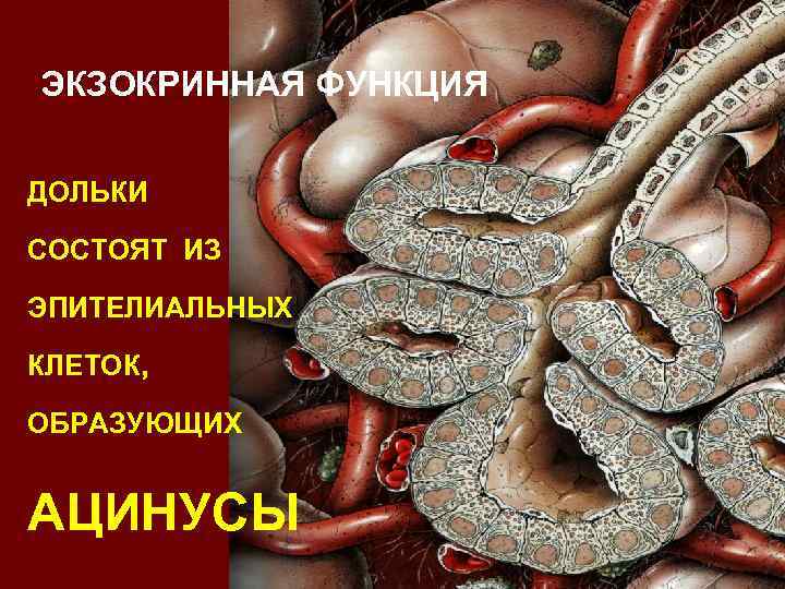 ЭКЗОКРИННАЯ ФУНКЦИЯ ДОЛЬКИ СОСТОЯТ ИЗ ЭПИТЕЛИАЛЬНЫХ КЛЕТОК, ОБРАЗУЮЩИХ АЦИНУСЫ 