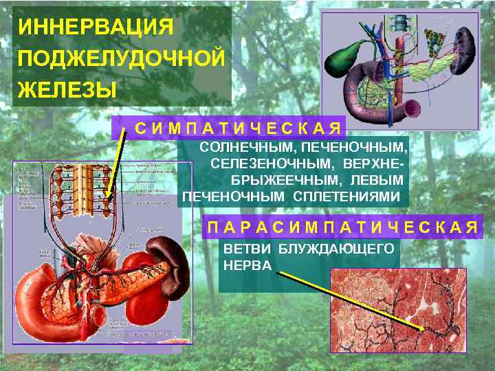 ИННЕРВАЦИЯ ПОДЖЕЛУДОЧНОЙ ЖЕЛЕЗЫ СИМПАТИЧЕСКАЯ СОЛНЕЧНЫМ, ПЕЧЕНОЧНЫМ, СЕЛЕЗЕНОЧНЫМ, ВЕРХНЕБРЫЖЕЕЧНЫМ, ЛЕВЫМ ПЕЧЕНОЧНЫМ СПЛЕТЕНИЯМИ ПАРАСИМПАТИЧЕСКАЯ ВЕТВИ БЛУЖДАЮЩЕГО