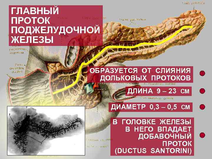 ГЛАВНЫЙ ПРОТОК ПОДЖЕЛУДОЧНОЙ ЖЕЛЕЗЫ ОБРАЗУЕТСЯ ОТ СЛИЯНИЯ ДОЛЬКОВЫХ ПРОТОКОВ ДЛИНА 9 – 23 СМ