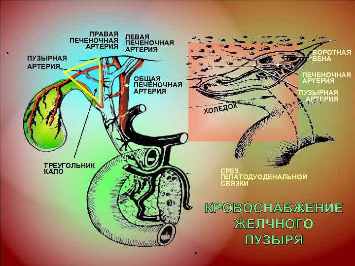 ПРАВАЯ ПЕЧЕНОЧНАЯ ЛЕВАЯ АРТЕРИЯ ПЕЧЕНОЧНАЯ АРТЕРИЯ ВОРОТНАЯ ВЕНА ПУЗЫРНАЯ АРТЕРИЯ ПЕЧЕНОЧНАЯ АРТЕРИЯ ОБЩАЯ ПЕЧЕНОЧНАЯ