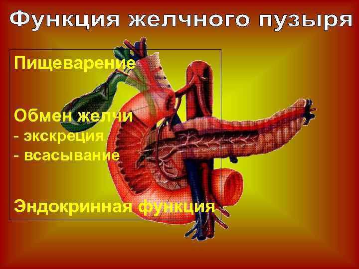 Пищеварение Обмен желчи - экскреция - всасывание Эндокринная функция 