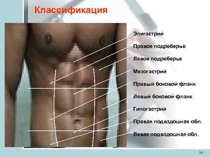 Классификация   Эпигастрий   Правое подреберье   Левое подреберье  