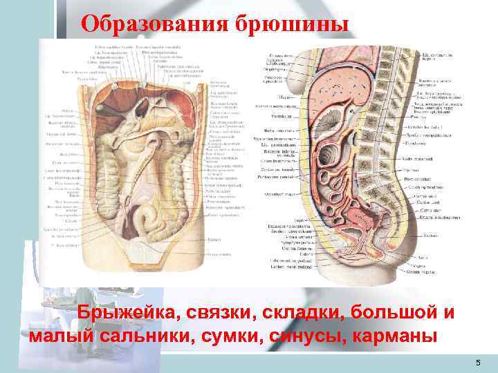   Образования брюшины   Брыжейка, связки, складки, большой и малый сальники, сумки,