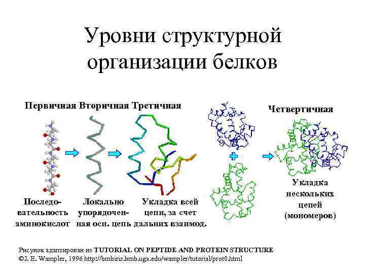 В организации белковых. Строение первичной и вторичной структуры белка. Структура белков первичная вторичная третичная четвертичная таблица. Белки первичная структура вторичная третичная. Структура белка первичная вторичная третичная четвертичная таблица.