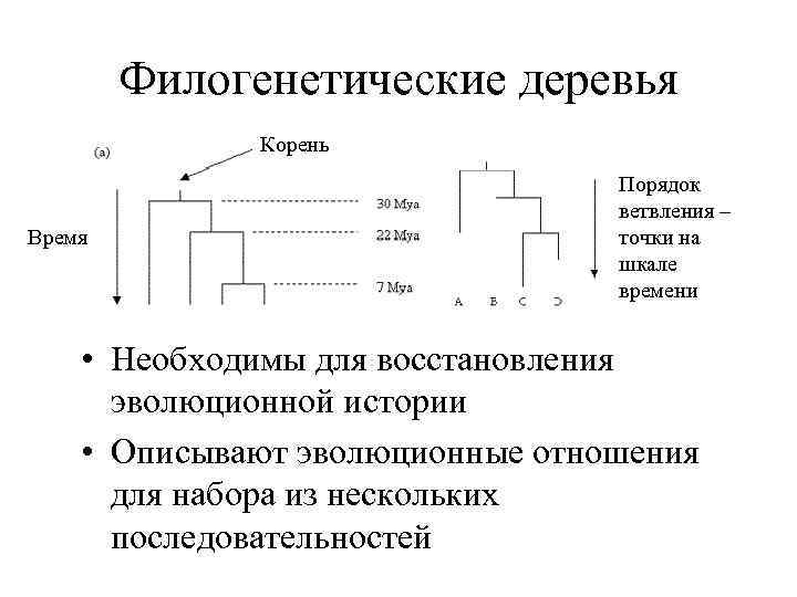 Филогенетические деревья Корень Время Порядок ветвления – точки на шкале времени • Необходимы для
