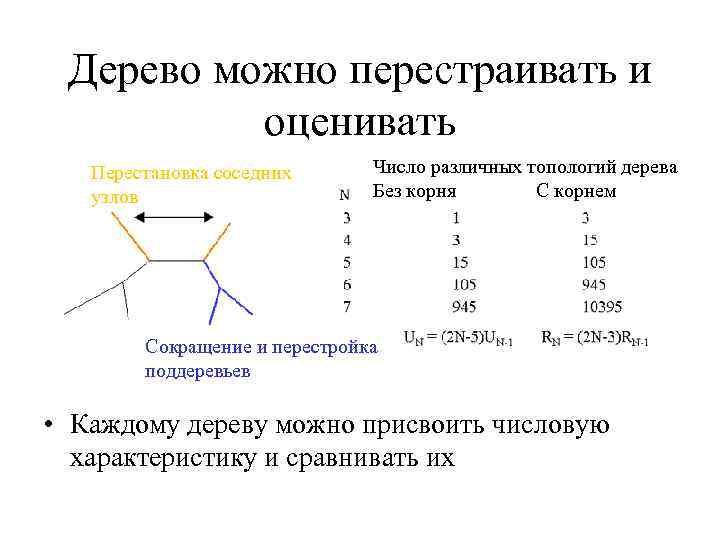 Дерево можно перестраивать и оценивать Перестановка соседних узлов Число различных топологий дерева Без корня